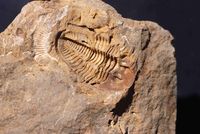 Waideggerh&ouml;he Knt - (1) - Pseudophillipsia sp. - Trilobit - Abdruck - &copy; M.u. B.Sabor (CC BY-NC-SA 4.0)