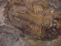Waideggerh&ouml;he Knt - (2) - Pseudophillipsia sp. - Trilobit - Abdruck - &copy; M.u. B.Sabor (CC BY-NC-SA 4.0)