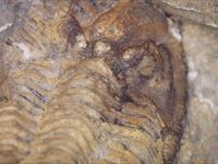 Waideggerh&ouml;he Knt - (3) - Pseudophillipsia sp. - Trilobit - Abdruck - &copy; M.u. B.Sabor (CC BY-NC-SA 4.0)