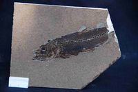 Oberaigen, Knt - Cyprinidae sp.- Fischrest - (2) - &copy; M.u. B.Sabor (CC BY-NC-SA 4.0)