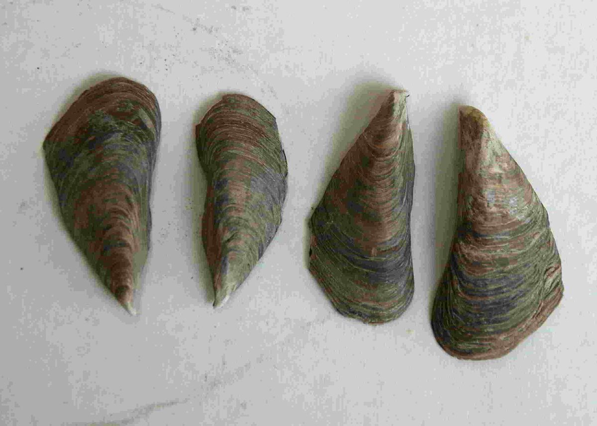 Hennersdorf, N&Ouml; - Mytilopsis (ex Congeria) spathulata - &copy; M.u. B.Sabor (CC BY-NC-SA 4.0)
