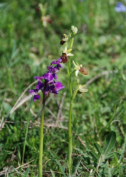 Anacamptis morio - Klein-Hundswurz und Ophrys sphegodes - Spinnen-Ragwurz - Apetlon, Bgld - 28042018-(13) - &copy; M.u. B.Sabor (CC BY-NC-SA 4.0)