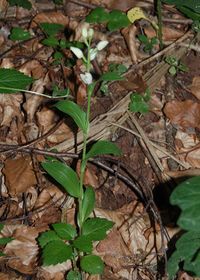 Cephalantera damasonium - Breitblatt-Waldv&ouml;gelein - Lilienfeld, N&Ouml; - 12052018 - &copy; M.u. B.Sabor (CC BY-NC-SA 4.0)