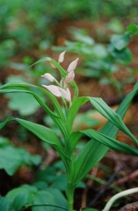 Cephalantera longifolia - Schmalblatt-Waldv&ouml;gelein - var. Rosea - Kathreinkogel, K&auml;rnten - 01062006 - (2) - &copy; M.u. B.Sabor (CC BY-NC-SA 4)