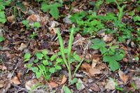 Cephalantera longifolia - Schmalblatt-Waldv&ouml;gelein - Breitenfurt, N&Ouml; - 04052019 - &copy; M.u. B.Sabor (CC BY-NC-SA 4.0)