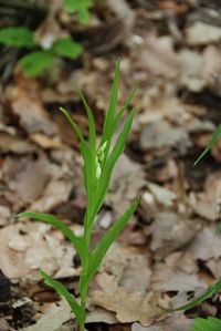 Cephalantera longifolia - Schmalblatt-Waldv&ouml;gelein - Breitenfurt, N&Ouml; - 06052017 - &copy; M.u. B.Sabor (CC BY-NC-SA 4.0)