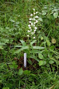 Cephalantera longifolia - Schmalblatt-Waldv&ouml;gelein - Breitenfurt, N&Ouml; - 30052019-(65) - &copy; M.u. B.Sabor (CC BY-NC-SA 4.0)