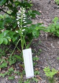 Cephalantera longifolia - Schmalblatt-Waldv&ouml;gelein - Kaltenleutgeben, N&Ouml; - 28052021 - &copy; M.u. B.Sabor (CC BY-NC-SA 4.0)