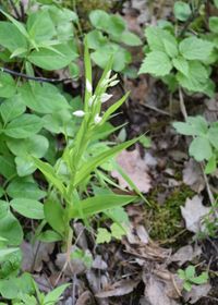 Cephalantera longifolia - Schmalblatt-Waldv&ouml;gelein - Pfaffst&auml;tten, N&Ouml; - 22052021 - &copy; M.u. B.Sabor (CC BY-NC-SA 4.0)
