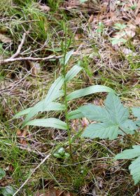 Cephalantera longifolia - Schmalblatt-Waldv&ouml;gelein - Samenstand - Kernhof, N&Ouml; - 01072021 - &copy; M.u. B.Sabor (CC BY-NC-SA 4.0)