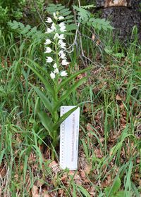 Cephalantera longifolia - Schmalblatt-Waldv&ouml;gelein - Neuhaus, N&Ouml; - 21062021 - (23) - &copy; M.u. B.Sabor (CC BY-NC-SA 4.0)