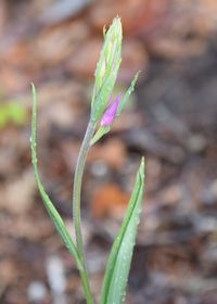 Cephalantera rubra - Purpur-Waldv&ouml;gelein - Wien 23 - 24052020-(12) - &copy; M.u. B.Sabor (CC BY-NC-SA 4.0)