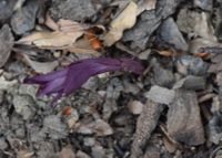 Epipactis purpurata - Violett-St&auml;ndelwurz - Neuaustrieb - Wien 13 - LTG - 25062020 - &copy; M.u. B.Sabor (CC BY-NC-SA 4.0)