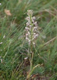 Himantoglossum adriaticum - Adria-Riemenzunge - Perchtoldsdorf, N&Ouml; - 03062018-(18) - &copy; M.u. B.Sabor (CC BY-NC-SA 4.0)