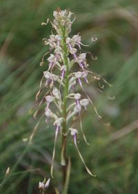 Himantoglossum adriaticum - Adria-Riemenzunge - Perchtoldsdorf, N&Ouml; - 03062018-(19) - &copy; M.u. B.Sabor (CC BY-NC-SA 4.0)