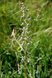 Himantoglossum adriaticum - Adria-Riemenzunge - Bad Fischau, N&Ouml; - 08062014 - 2 - &copy; M.u. B.Sabor (CC BY-NC-SA 4.0)