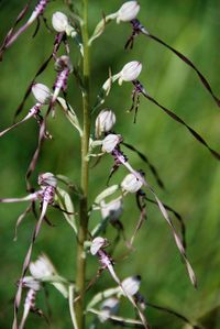 Himantoglossum adriaticum - Adria-Riemenzunge - Bad Fischau, N&Ouml; - 08062014 - (3) - &copy; M.u. B.Sabor (CC BY-NC-SA 4.0)