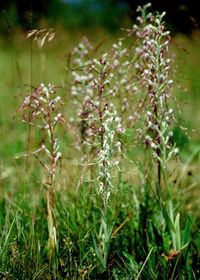 Himantoglossum adriaticum - Adria-Riemenzunge - Bad Fischau, N&Ouml; - 19061994 - (2) - &copy; M.u. B.Sabor (CC BY-NC-SA 4.0)