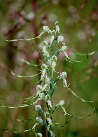 Himantoglossum adriaticum - Adria-Riemenzunge - Bad Fischau, N&Ouml; - 19061994-(1) - &copy; M.u. B.Sabor (CC BY-NC-SA 4.0)