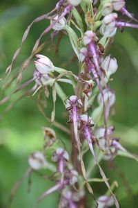 Himantoglossum adriaticum - Adria-Riemenzunge - Stot..., Burgenland - 26062020-(63) - &copy; M.u. B.Sabor (CC BY-NC-SA 4.0)