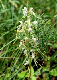 Himantoglossum adriaticum - Adria-Riemenzunge - Stot..., Burgenland - 26062020-(65) - &copy; M.u. B.Sabor (CC BY-NC-SA 4.0)