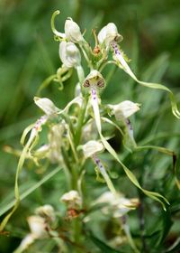 Himantoglossum adriaticum - Adria-Riemenzunge - Stot..., Burgenland - 26062020-(66) - &copy; M.u. B.Sabor (CC BY-NC-SA 4.0)
