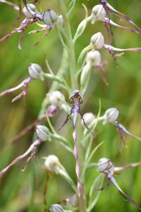 Himantoglossum adriaticum - Adria-Riemenzunge - Stot..., Burgenland - 26062020-(68) - &copy; M.u. B.Sabor (CC BY-NC-SA 4.0)