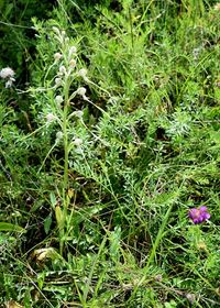 Himantoglossum adriaticum - Adria-Riemenzunge - Stot..., Burgenland - 26062020-(69) - &copy; M.u. B.Sabor (CC BY-NC-SA 4.0)