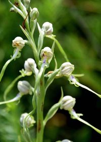 Himantoglossum adriaticum - Adria-Riemenzunge - Stot..., Burgenland - 26062020-(70) - &copy; M.u. B.Sabor (CC BY-NC-SA 4.0)