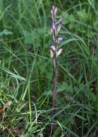 Limodorum abortivum - Violett-Dingel - Perchtoldsdorf, N&Ouml; - 10062019 - &copy; M.u. B.Sabor (CC BY-NC-SA 4.0)