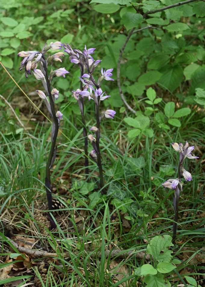 Limodorum abortivum - Violett-Dingel - Wien 23 - 09062019 - (1) - &copy; M.u. B.Sabor (CC BY-NC-SA 4.0)