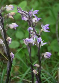 Limodorum abortivum - Violett-Dingel - Wien 23 - 09062019 - (2) - &copy; M.u. B.Sabor (CC BY-NC-SA 4.0)