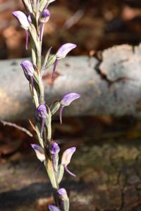 Limodorum abortivum - Violett-Dingel - Wien 23 - 24052020 - (1) - &copy; M.u. B.Sabor (CC BY-NC-SA 4.0)