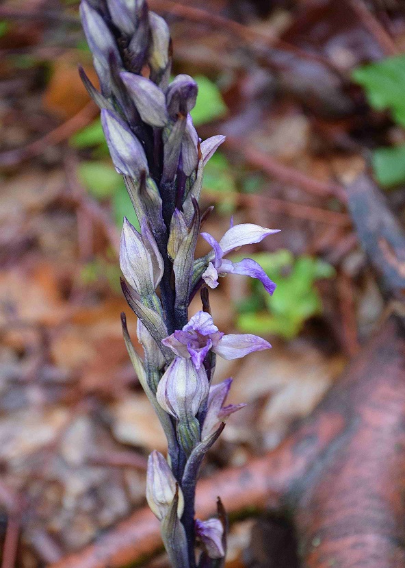 Limodorum abortivum - Violett-Dingel - Wien 23 - 30052019 - (2) - &copy; M.u. B.Sabor (CC BY-NC-SA 4.0)