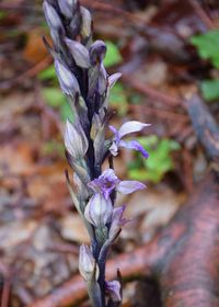 Limodorum abortivum - Violett-Dingel - Wien 23 - 30052019 - (2) - &copy; M.u. B.Sabor (CC BY-NC-SA 4.0)