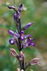 Limodorum abortivum - Violett-Dingel - Bad Fischau, N&ouml; - 05062017 - (4) - &copy; M.u. B.Sabor (CC BY-NC-SA 4.0)