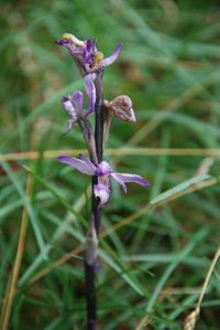 Limodorum abortivum - Violett-Dingel - Bad Fischau, N&ouml; - 05062017 - (5) - &copy; M.u. B.Sabor (CC BY-NC-SA 4.0)
