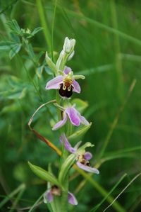 Ophrys apifera - Bienen-Ragwurz - Kaltenleutgeben, N&Ouml; - 11062016 - &copy; M.u. B.Sabor (CC BY-NC-SA 4.0)