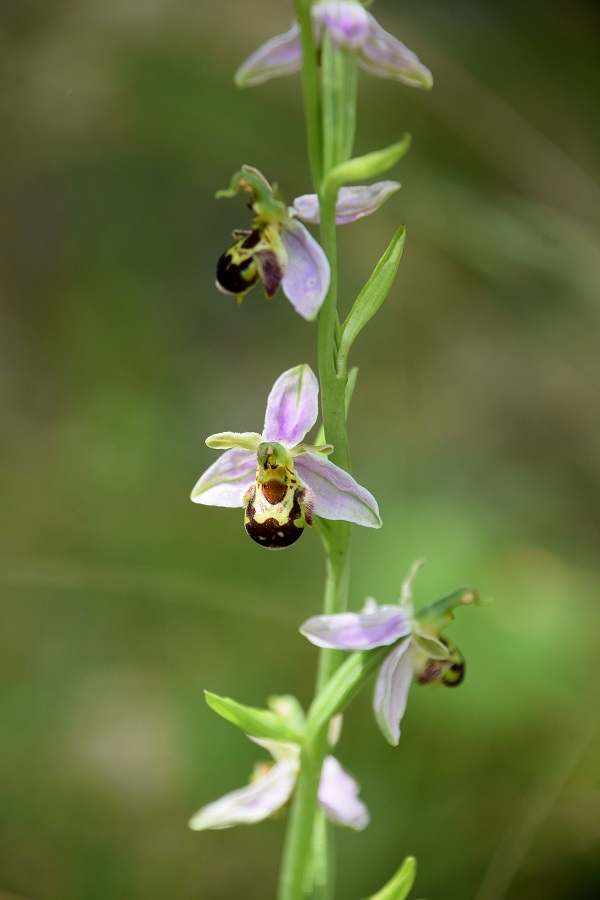 Ophrys apifera - Bienen-Ragwurz - Gablitz, N&Ouml; - 27062020 - 1 - &copy; M.u. B.Sabor (CC BY-NC-SA 4.0)