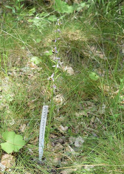 Ophrys apifera - Bienen-Ragwurz - Gablitz, N&Ouml; - 27062020 - 2 - &copy; M.u. B.Sabor (CC BY-NC-SA 4.0)