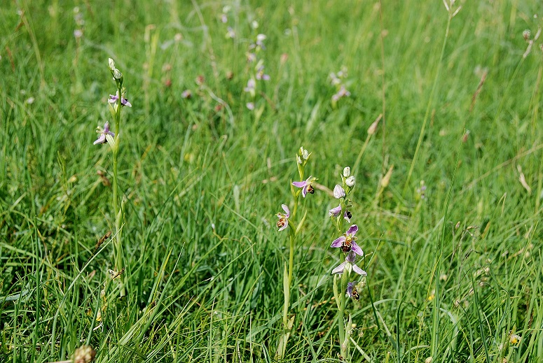 Ophrys apifera - Bienen-Ragwurz - Perchtoldsdorf, N&Ouml; - 05062016 - 4 - &copy; M.u. B.Sabor (CC BY-NC-SA 4.0)