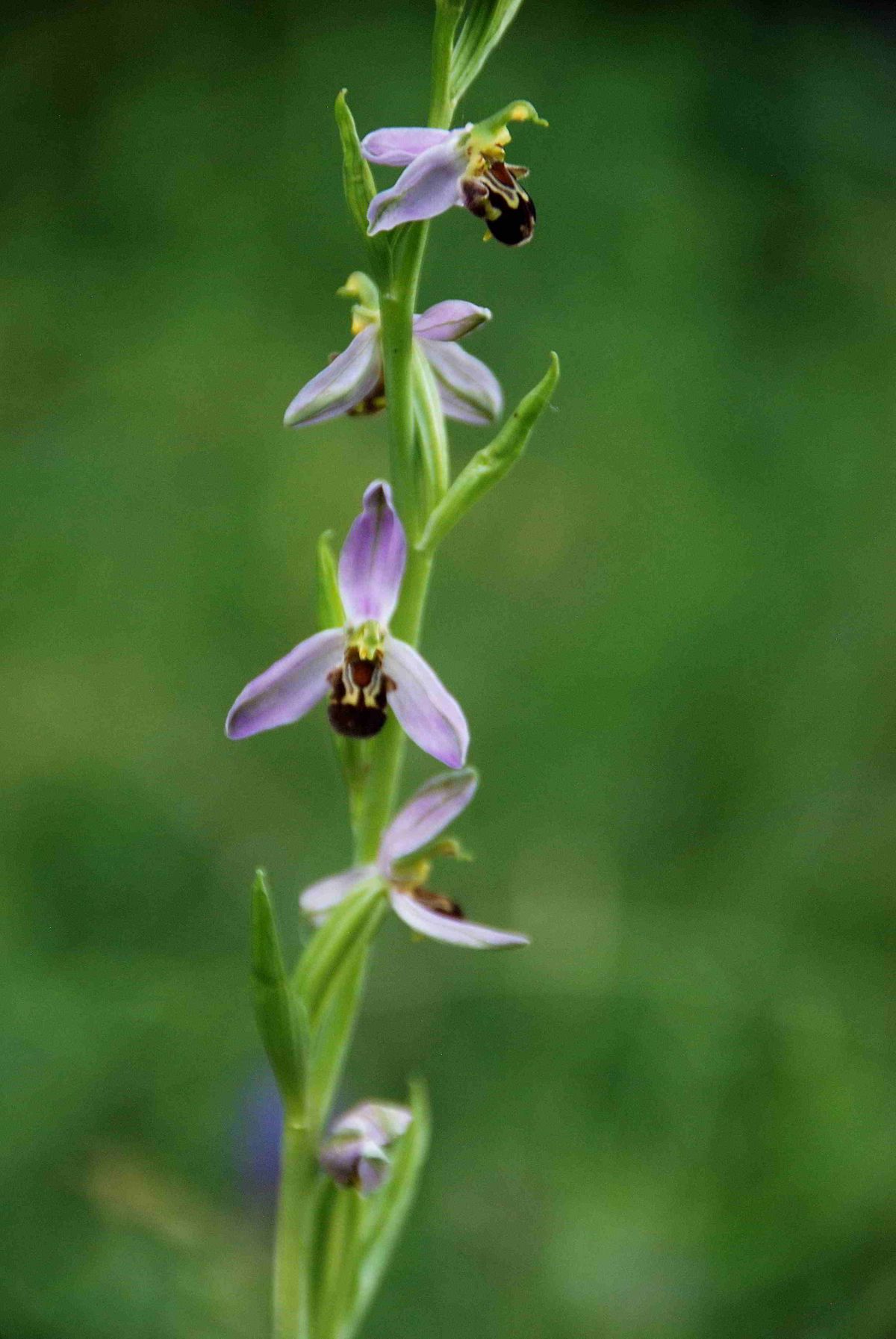 Ophrys apifera - Bienen-Ragwurz - Pfaffst&auml;tten, N&Ouml; - 08062014 - &copy; M.u. B.Sabor (CC BY-NC-SA 4.0)