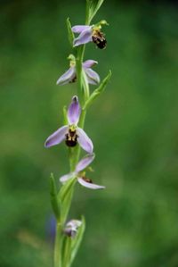 Ophrys apifera - Bienen-Ragwurz - Pfaffst&auml;tten, N&Ouml; - 08062014 - &copy; M.u. B.Sabor (CC BY-NC-SA 4.0)