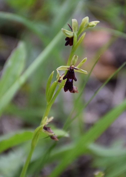 Ophrys insectifera - Fliegen-Ragwurz - Wien 23 - 19052019 - &copy; M.u. B.Sabor (CC BY-NC-SA 4.0)