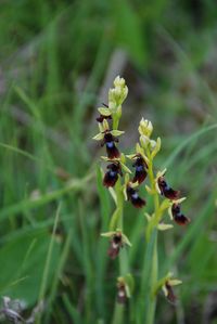 Ophrys insectifera - Fliegen-Ragwurz - Lindabrunn - 10052018 - &copy; M.u. B.Sabor (CC BY-NC-SA 4.0)