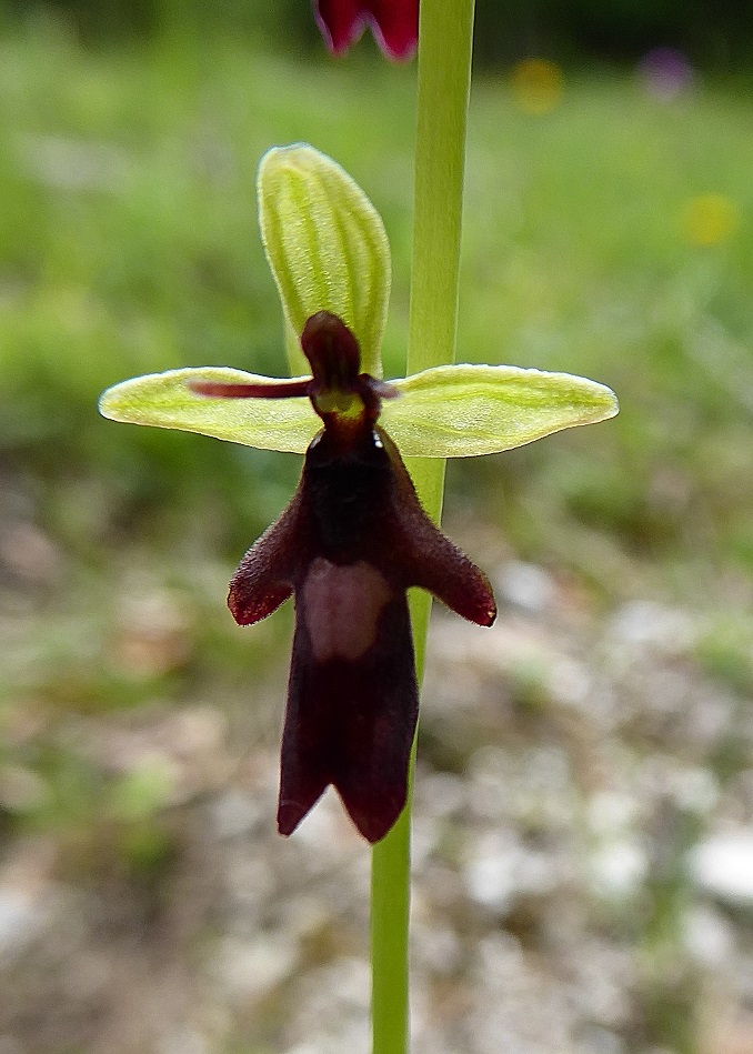 Ophrys insectifera - Fliegen-Ragwurz - Mariazell, Stmk - 18062017 - &copy; M.u. B.Sabor (CC BY-NC-SA 4.0)