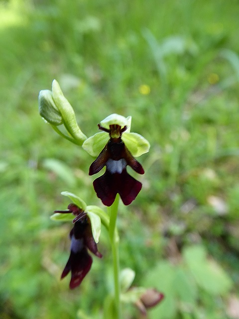 Ophrys insectifera - Fliegen-Ragwurz - Mariazell, Stmk - 18062017 - 2 - &copy; M.u. B.Sabor (CC BY-NC-SA 4.0)