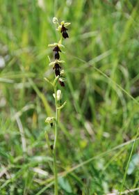 Ophrys insectifera - Fliegen-Ragwurz - Stot..., Burgenland - 27052018 - &copy; M.u. B.Sabor (CC BY-NC-SA 4.0)