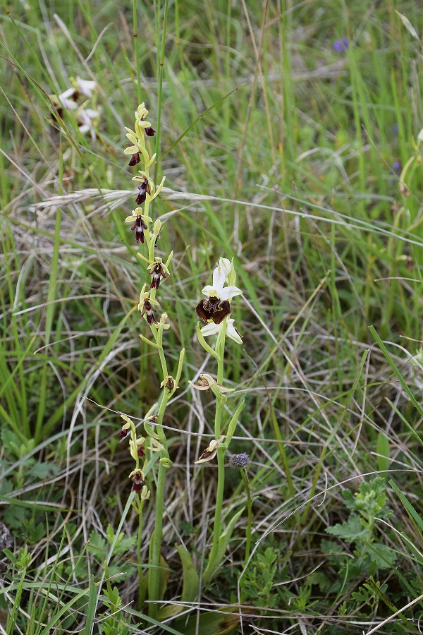 Ophrys insectifera und Ophrys holoserica- Fliegen-Ragwurz - Stot..., Burgenland - 01062019 - &copy; M.u. B.Sabor (CC BY-NC-SA 4.0)