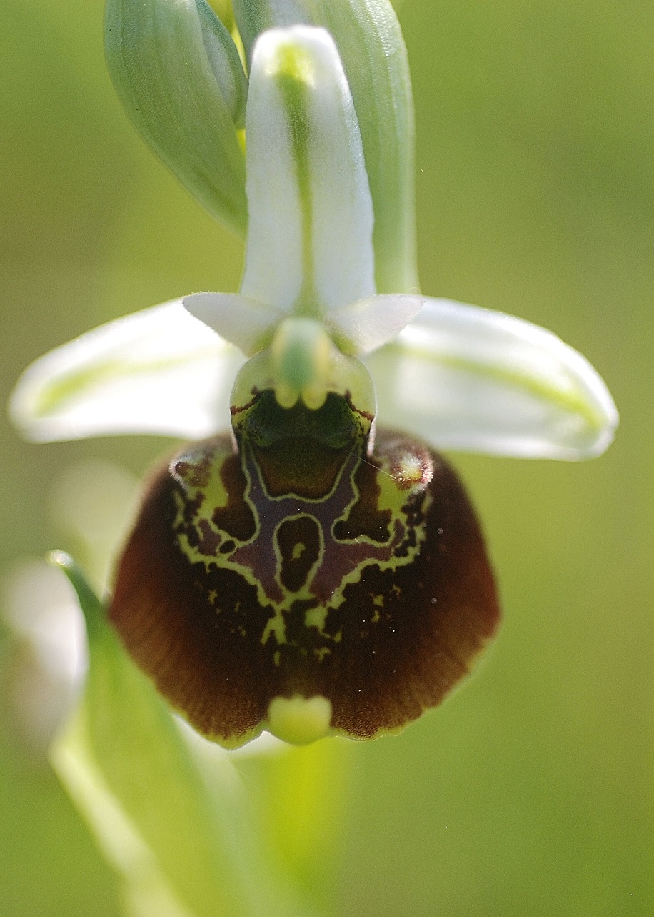Ophrys holoserica - Hummelragwurz - Kaltenleutgeben, N&Ouml; - 21052016 - &copy; M.u. B.Sabor (CC BY-NC-SA 4.0)